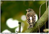 Brambling - First shot