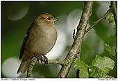 Chaffinch - Between the leaves of a beech
