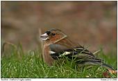 Chaffinch - Chaffinch