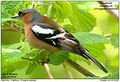 Chaffinch - Chaffinch Profile