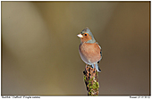 Chaffinch - Male Chaffinch