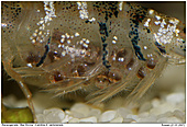Bee Shrimp - Eggs of a Bee Shrimp