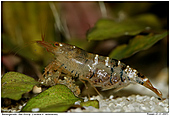Bee Shrimp - Bee Shrimp with eggs
