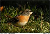 Brambling - Brambling in The Sun