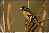 Brambling - Brambling in breeding plumage