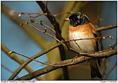 Brambling - Male Brambling