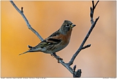 Brambling - Male Brambling