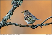 Brambling - Female Brambling