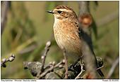 Whinchat - In a heap of branches
