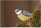 Blue Tit - Blue Tit