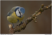 Blue Tit - Blue Tit