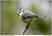 Blue Tit - Blue Tit