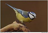 Blue Tit - Blue Tit