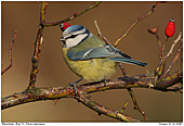 Blue Tit - Blue Tit