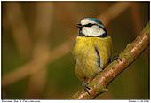 Blue Tit - Blue Tit in evening light