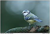 Blue Tit - Blue in Blue