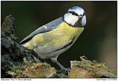 Blue Tit - Blue Tit