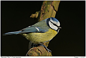 Blue Tit - Blue Tit