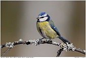 Blue Tit - Blue Tit