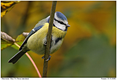 Blue Tit - Blue Tit In The Autumn