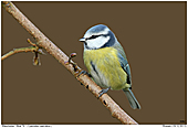 Blue Tit - Blue Tit