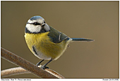 Blue Tit - Blue Tit