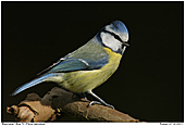 Blue Tits - Blue Tit