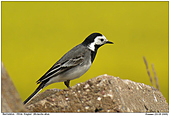 White Wagtail - The bloomings of the Rape