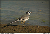 White Wagtail - White Wagtail