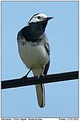 White Wagtail - Can you feel the data