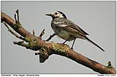 White Wagtail - On the branch