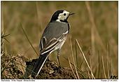 White Wagtail - White Wagtail
