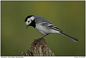 White Wagtail - Male White Wagtail