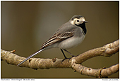 White Wagtail - Female Wagtail