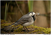 White Wagtail - Nesting materials