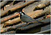 White Wagtail - Damaged old tiles