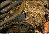White Wagtail - On the old roof