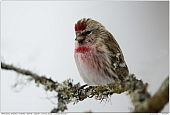 Common Redpoll - Common Redpoll