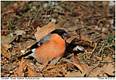 Dullfinch - Bullfinch 