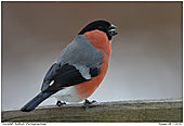 Bulfinch - Bullfinch