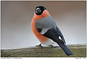 Bullfinch - Bullfinch