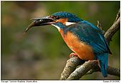 Common Kingfisher - Eating