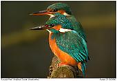 Kingfisher - Couple of Kingfishers