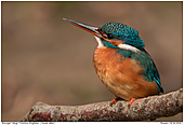 Common Kingfisher - Common Kingfisher