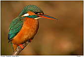 Common Kingfisher - CAutumn Colours