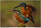 Kingfisher - Mating Kingfishers