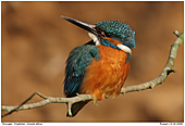 Common Kingfisher - Common Kingfisher