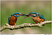 Kingfisher - Kingfisher