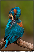 Kingfisher - Kingfisher Cleaning its Feathers