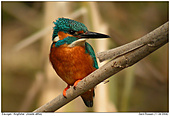 Kingfisher - Tailwind